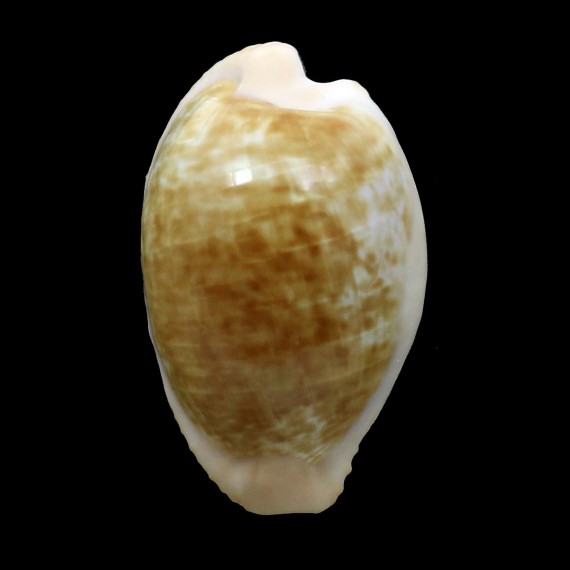 fusdcodentata 37,0mm BIG