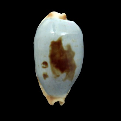 diauges 33,0mm