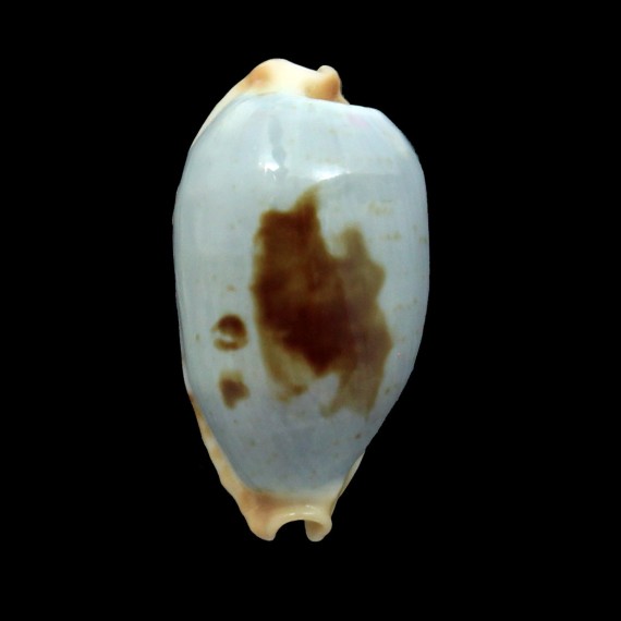 diauges 33,0mm