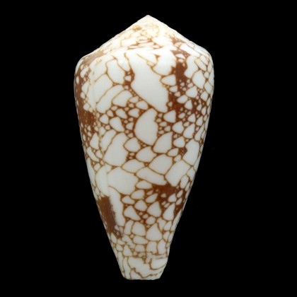 pennaceus marmoricolor 57,0mm