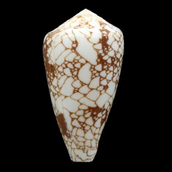 pennaceus marmoricolor 57,0mm