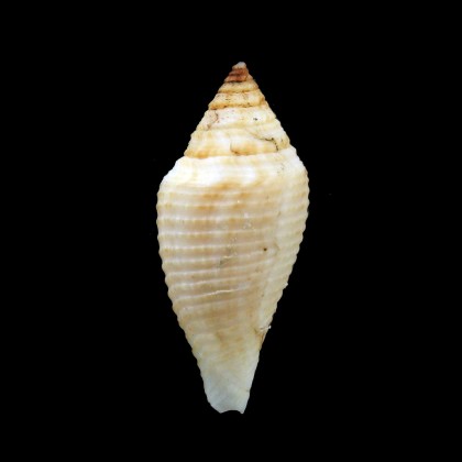 coromandelicus 34,8mm