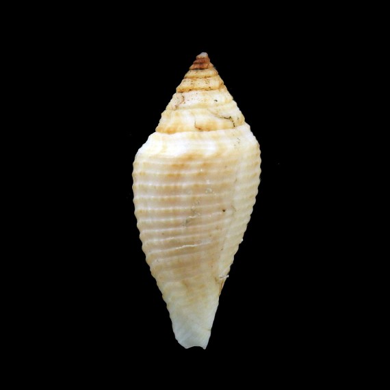 coromandelicus 34,8mm