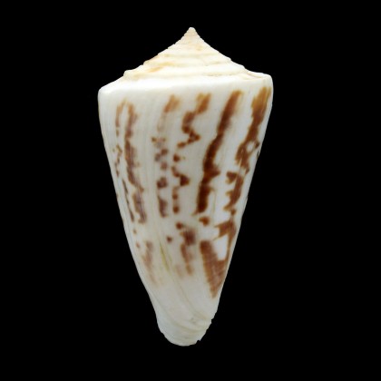 clerii 58,0mm