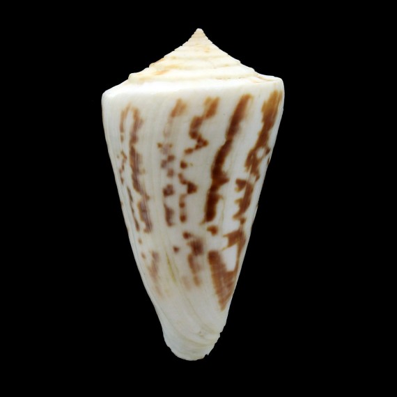 clerii 58,0mm