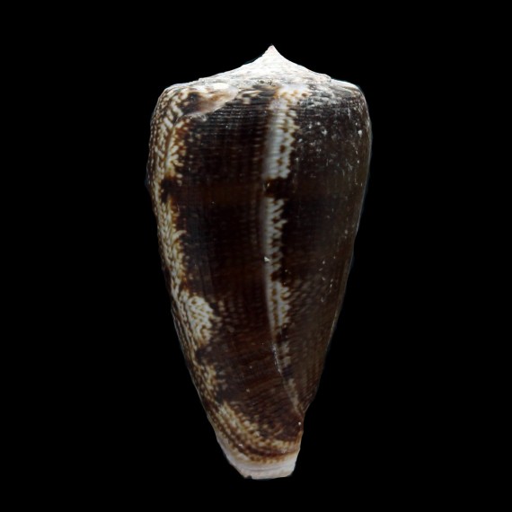 anemone 55,0mm dark