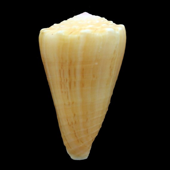princeps apogrammatus 44,8mm