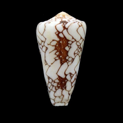 pennaceus ganensis 42,2mm