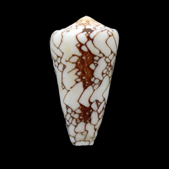 pennaceus ganensis 42,2mm