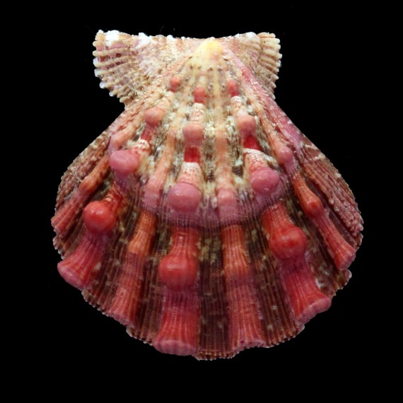 fragosus 51,2mm