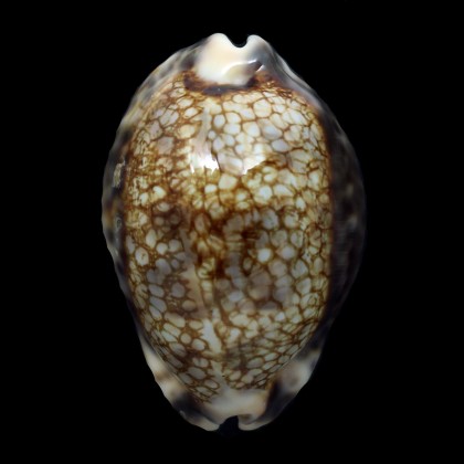 histrio westralis 61,3mm