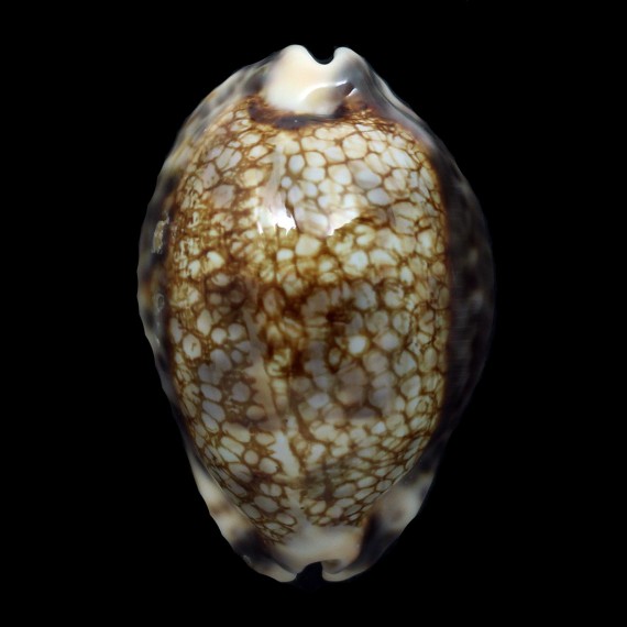 histrio westralis 61,3mm