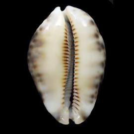 histrio westralis 61,3mm
