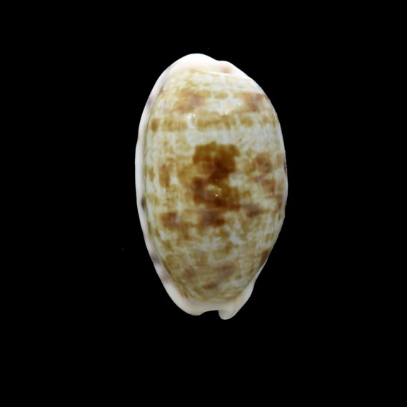 teres alveolus 27,4mm
