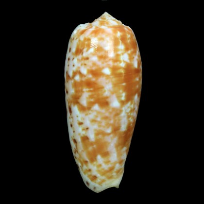 bullatus 74,7mm BIG