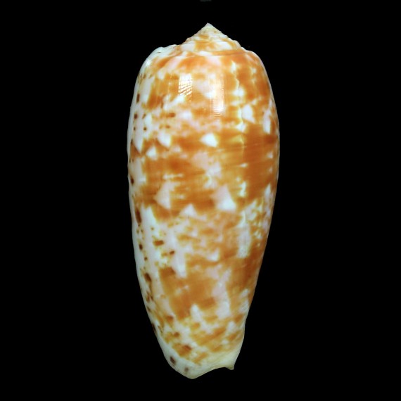 bullatus 74,7mm BIG