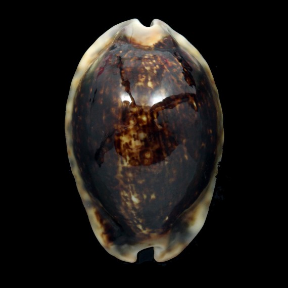 arabica 63,3mm NIGER