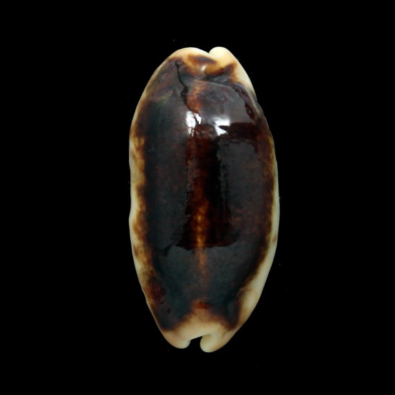 caurica 50,0mm BIG NIGER