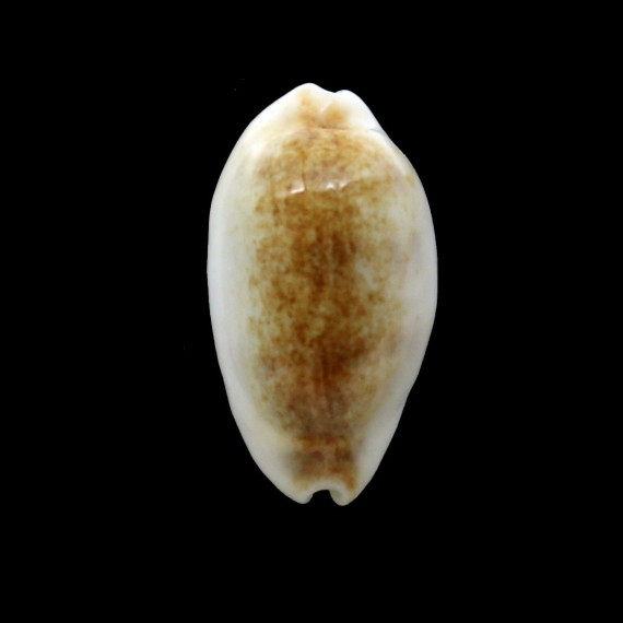 pallidula rhinoceros 25,1mm