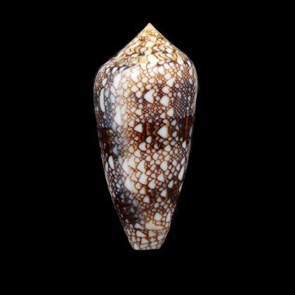 canonicus condensus 60,6mm