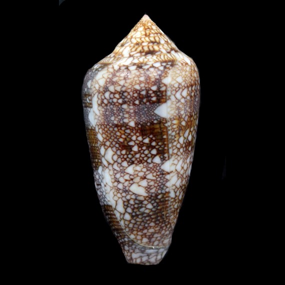 canonicus condensus 58,5mm