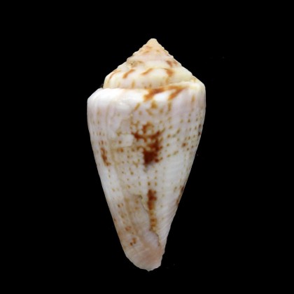 SP 31,4mm