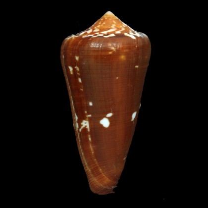 crocatus 69,6mm DARK