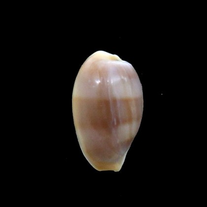 artuffeli 14,6mm UNCOMMON