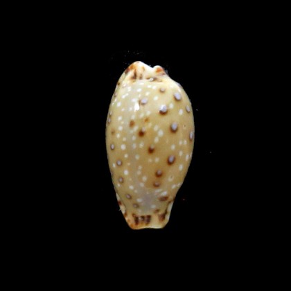 macandrewi 14,7mm BIG