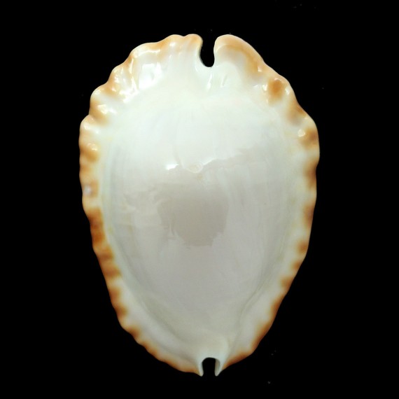 ketyana hypermarginata 52,0mm BIG
