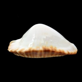 ketyana hypermarginata 52,0mm BIG