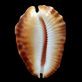 ketyana hypermarginata 52,0mm BIG