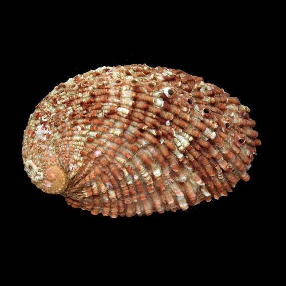 roei 81,4mm