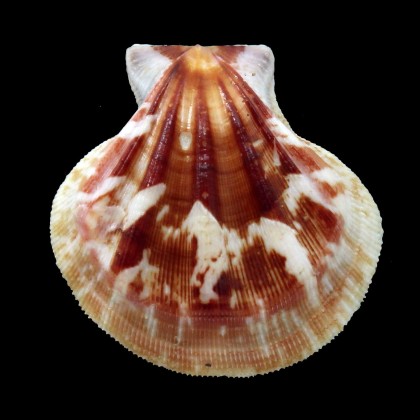 plica 38,1mm