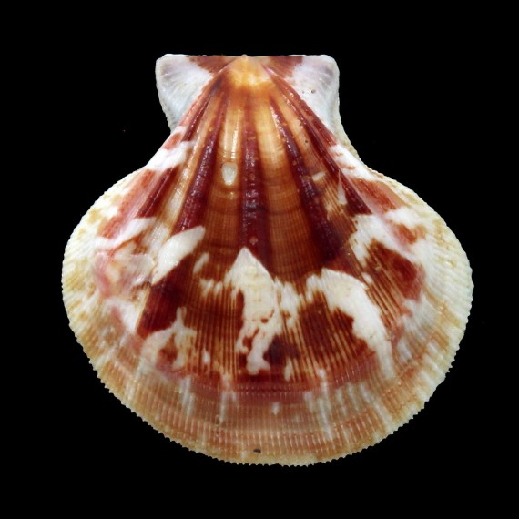 plica 38,1mm