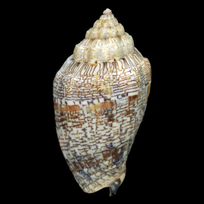 ebraea 87,4mm