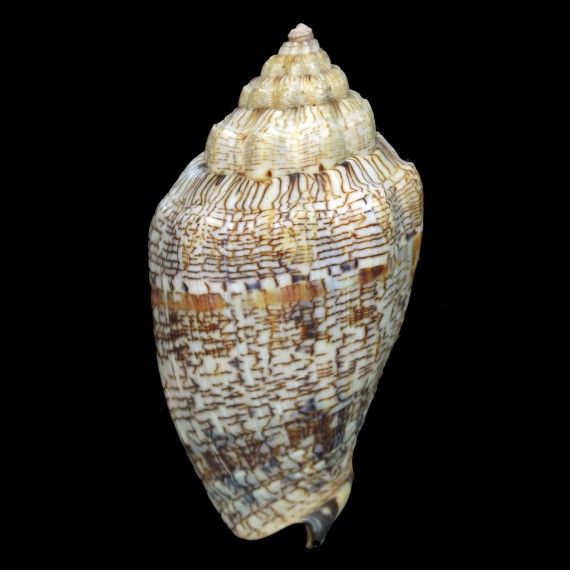 ebraea 87,4mm
