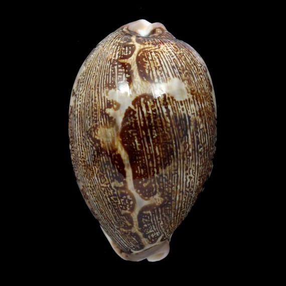 mappa rosea 63,6mm