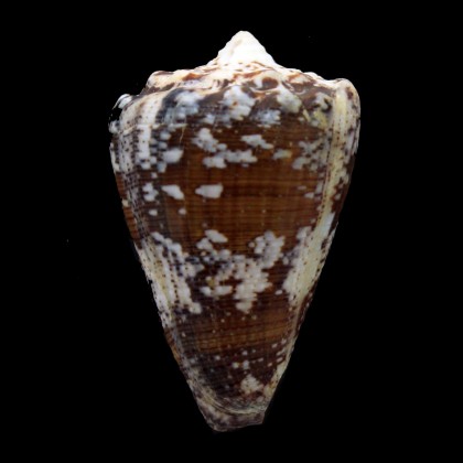 regius 60,0mm