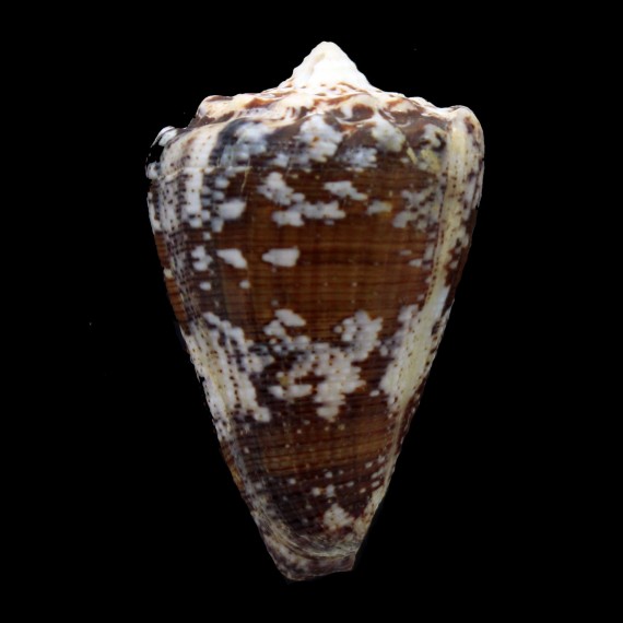 regius 60,0mm