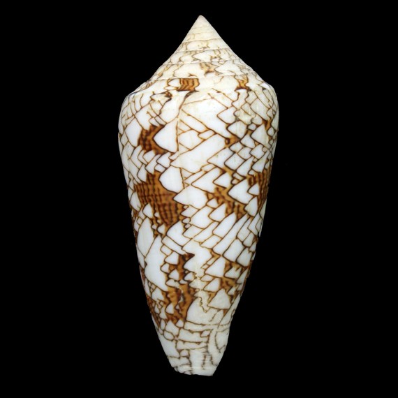 textile neovicarius 84,4mm