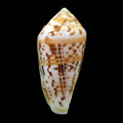 mozambicus 53,0mm