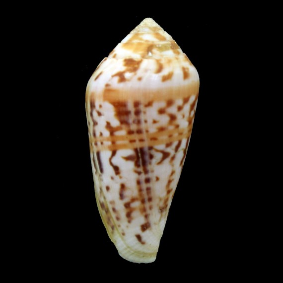 mozambicus 53,0mm