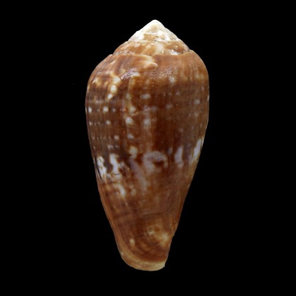 mozambicus 57,6mm