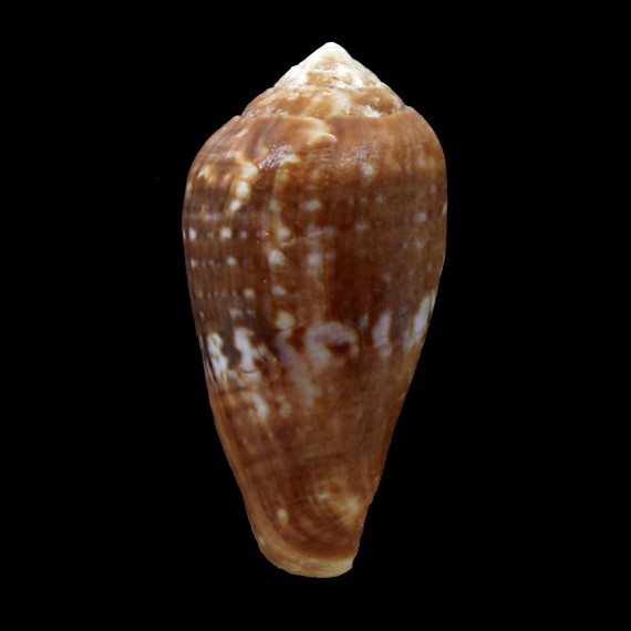 mozambicus 57,6mm
