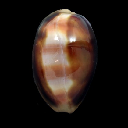 ventriculus 55,3mm DARK