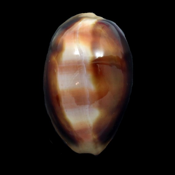 ventriculus 55,3mm DARK