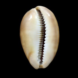 ventriculus 55,3mm DARK