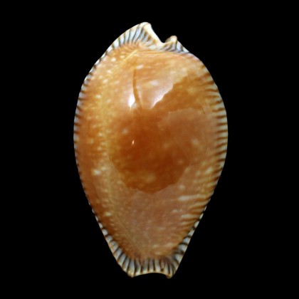 guttata surinensis 56,2mm