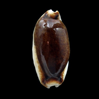 cylindrica 34,2mm ROSTRATE